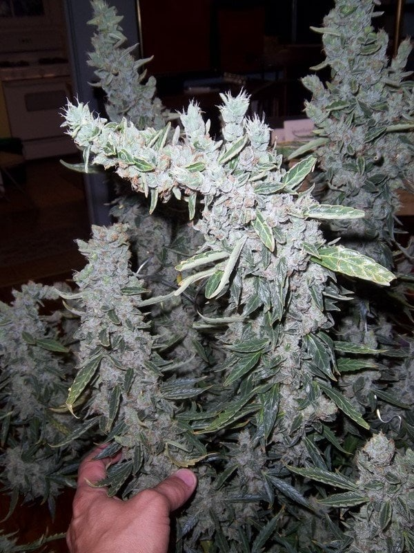 Trinity marijuana seeds