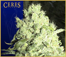 White Indica