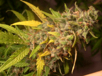 CH9 Aroma Feminized