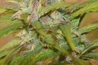 CH9 Citral Skunk