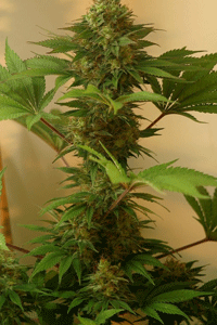 CH9 Flower feminized seeds