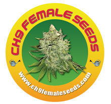 Afghani Milk marijuana single seed
