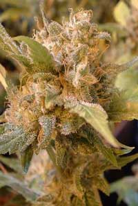 Big Buddha Cheese