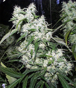 Mixed Berry marijuana seeds