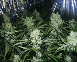 Orange Pineapple marijuana seeds