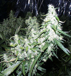 Tropical Fruit marijuana seeds