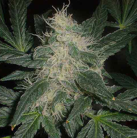 California Sunrise seeds