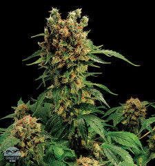 California Hash plant single seeds
