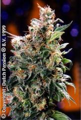 Graines simples d'orange de Californie