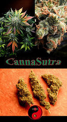 CannaSutra graine unique