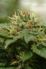 Graines cannadentielles