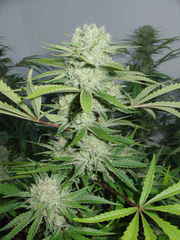Cannalope Haze graine unique