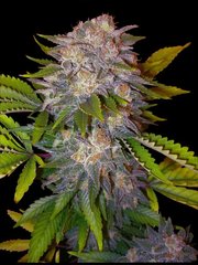 Graine de marijuana unique Caramelo