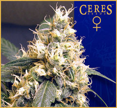 Ceres Skunk