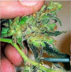 channel plus seeds