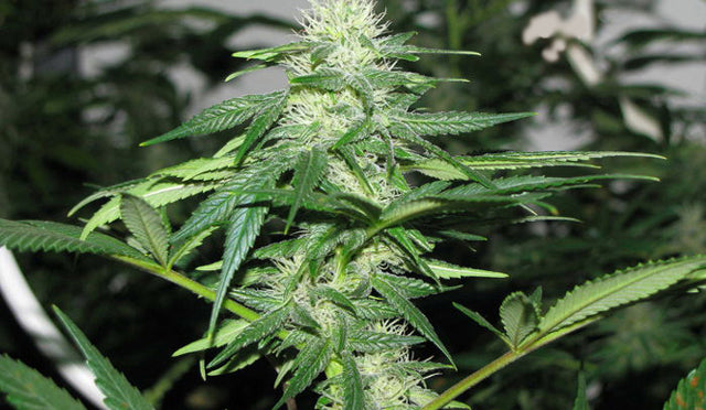 Charles Kush seeds