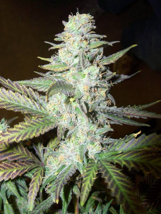 Graine de marijuana Cheddarwurst