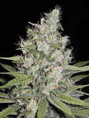 Souches de graines de marijuana C4
