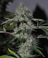 Graine de marijuana Chem4 OG