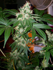 Graine de cannabis Chem Valley Kush