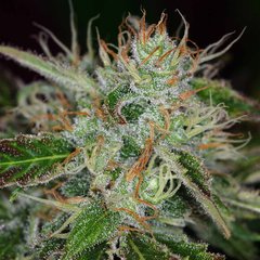Graine unique de marijuana de Tchernobyl