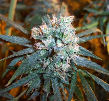 Cherry Bomb Indica Seeds