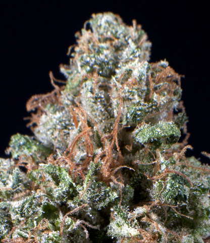 Graines de Cherry Pie Kush