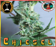 C H I E S E L marijuana seeds