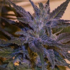 Graine de marijuana du Yunnan en Chine