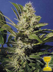Chocolate Chunk single seed