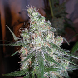 Chocolope feminized 15 seeds