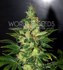 Graine de marijuana Chronic Haze