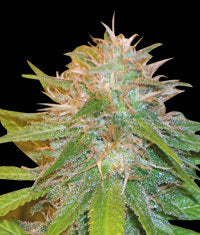 Chronic Haze seeds