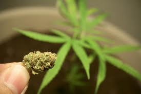 Graines de marijuana en morceaux