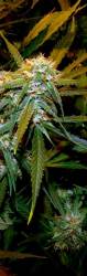 Cinderella 99 marijuana seeds