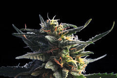 Citrus marijuana single seed
