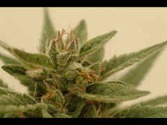 Connie Chung marijuana single seeds
