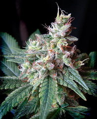 Cream Caramel marijuana single seed