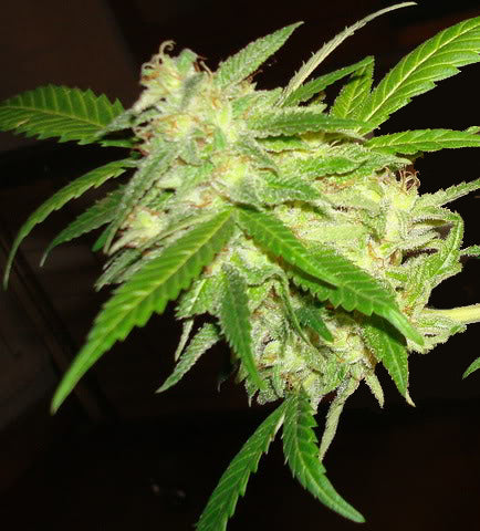 Cream Caramel marijuana seeds 10 pack