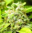 Advanced seeds critical