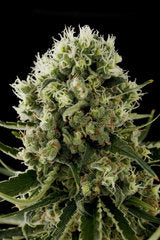 Critical Jack single seeds