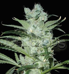 Critical Neville haze single seeds
