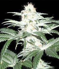 Critical Sensi Star marijuana seeds