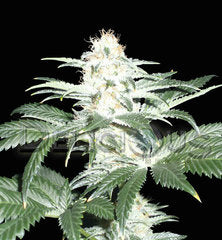 Critical Sensi star single seeds