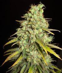 Critical Super Haze seeds