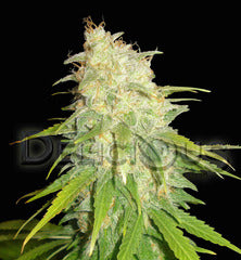 Critical Yumboldt single
