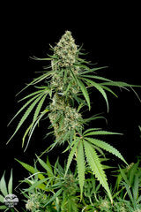 Critical + single seeds