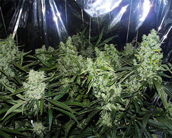 Orange Tangerine Seeds
