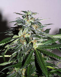 Cyber Cristal seeds