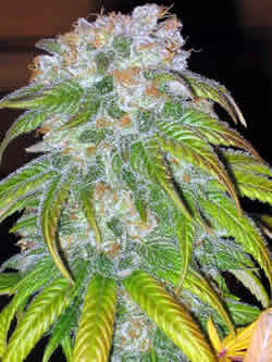 Big Bud feminized